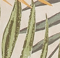 E7044-Creme